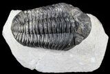 Bargain, Pedinopariops Trilobite - Mrakib, Morocco #80948-1